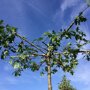 Quercus palustris dakboom